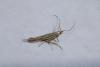 Coleophora sp.